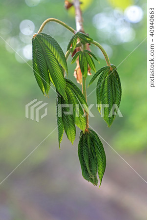 Wakaba of Toshinookino - Forest of Grace Fukushima Prefecture Tadami Town 40940663