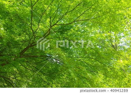 Fresh green soba dam Fresh green soba dam 40941289