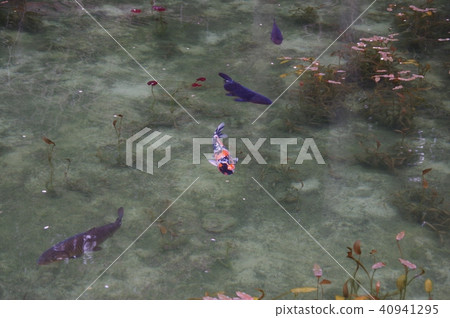 Pond of monet Pond of monet 40941295