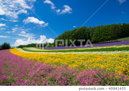 Aya line Aya line 40941435