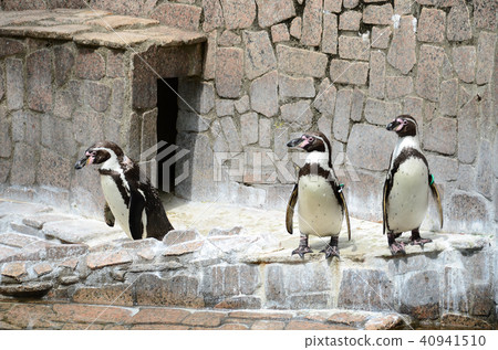 企鵝 40941510