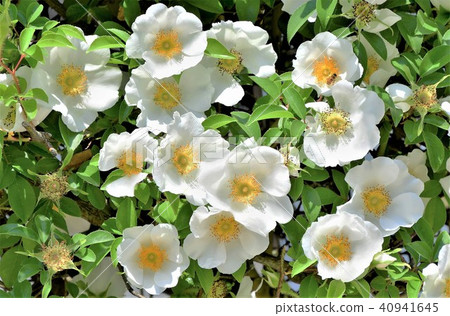薔薇 薔薇 40941645