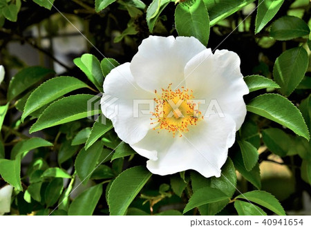 薔薇 40941654