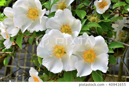 薔薇 40941655