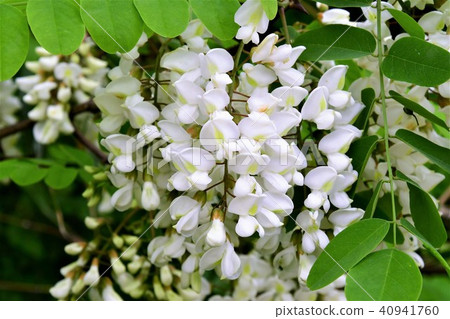 Fake acacia Fake acacia 40941760