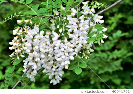 Fake acacia Fake acacia 40941761