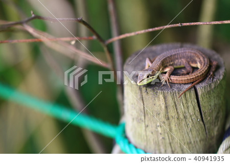 日本假名蛇 40941935