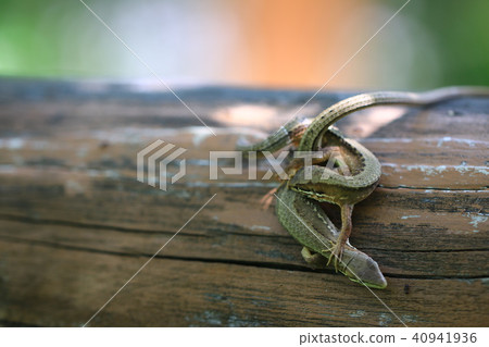 Japanese kana snake Japanese kana snake 40941936