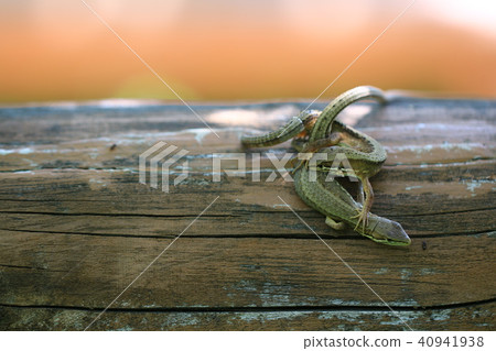 Japanese kana snake Japanese kana snake 40941938