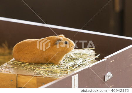 Omuta City Zoo guinea pig, Omuta City Zoo guinea pig, 40942373