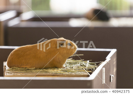 大牟田市動物園豚鼠, 大牟田市動物園豚鼠, 40942375