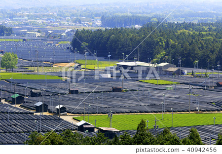 Tea plantation Tea plantation 40942456