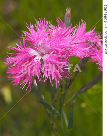 Kawaranadesico 40942901