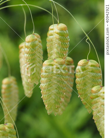 Madder beetle Madder beetle 40942921