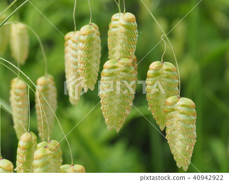 Madder beetle 40942922