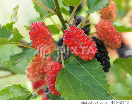 桑果 桑果 40942943