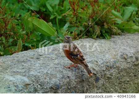 White-whiskered Laughingthrush bird in Taroko 40943166