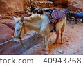 Colorful donkey near ancient tomb in Petra 40943268