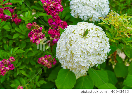 hydrangea   40943423