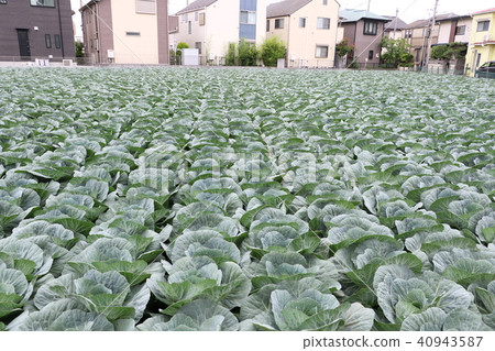 Cabbage field 40943587