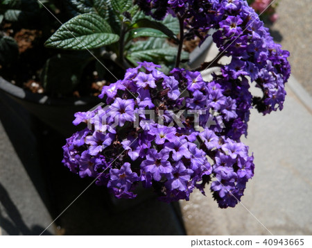 heliotrope heliotrope 40943665