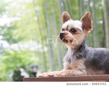 竹林和約克夏犬 40943701