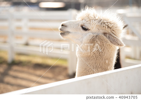 Alpaca Alpaca 40943705