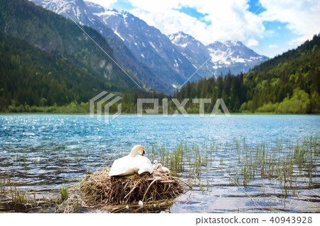 Swan nest in mountain lake. Mother bird and babies 40943928