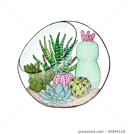 Succulent cactus collection in aquarium. Agave, aloe, Saguaro, gastraea, haworthia, echeveria 40944129
