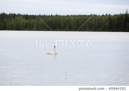 Whooper swan swimming on lake 40944191