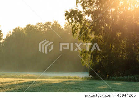 Sun rays through foliage in meadow 40944209