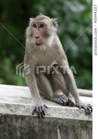 Monkey at Khao Luang Cave Phetchaburi Province 40944387