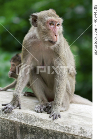 Monkey at Khao Luang Cave Phetchaburi Province Monkey at Khao Luang Cave Phetchaburi Province 40944388