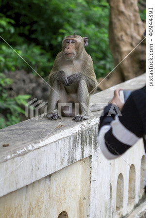Monkey at Khao Luang Cave Phetchaburi Province Monkey at Khao Luang Cave Phetchaburi Province 40944391
