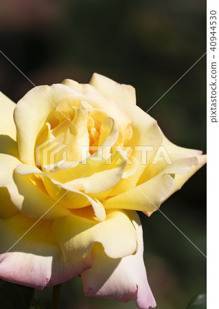 和平玫瑰花 40944530