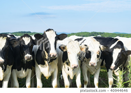 Cattle grazing 40944646