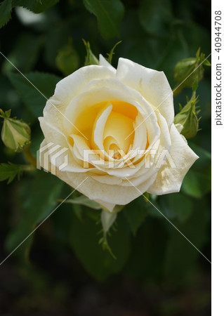 玫瑰(Andre Grandia)Sakaki Chikumagawa玫瑰園 玫瑰(Andre Grandia)Sakaki Chikumagawa玫瑰園 40944708