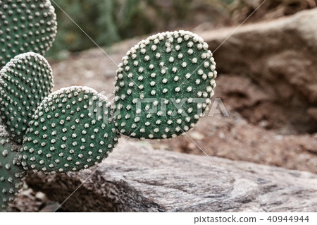 Closeup Of Green Prickly Pear Cactus 40944944
