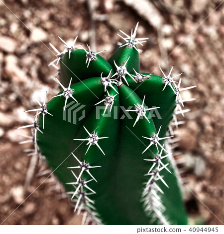 Closeup Of Green Cactus Plant 40944945