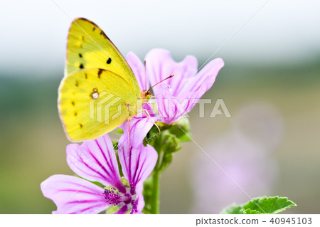 大腸桿菌 大腸桿菌 40945103