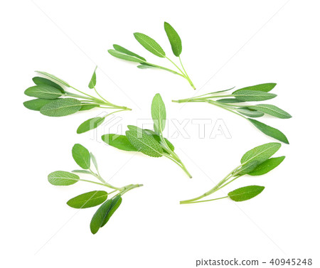 Sage herb isolated on white background 40945248