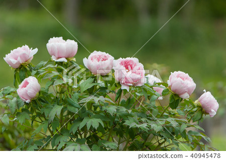 Button Button 40945478