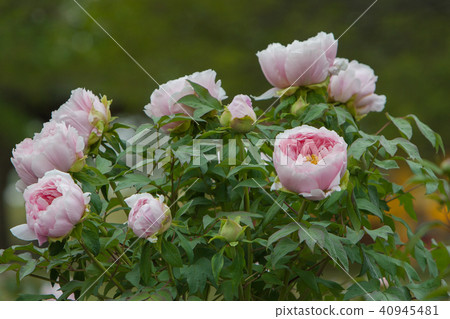 Button Button 40945481