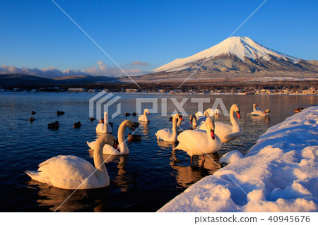 Mount Fuji and swan 40945676