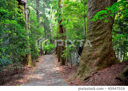 Kumano Kodo Daimonzaka Ancient Road Wrapped Stock Photo