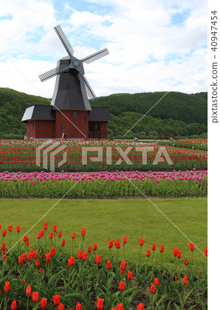 北海道湧別上湧別鬱金香公園 40947454