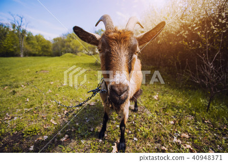 goat with bunch of green lush grass on the summer meadow goat with bunch of green lush grass on the summer meadow 40948371