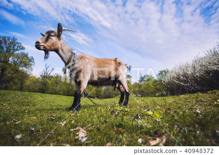 goat with bunch of green lush grass on the summer meadow goat with bunch of green lush grass on the summer meadow 40948372