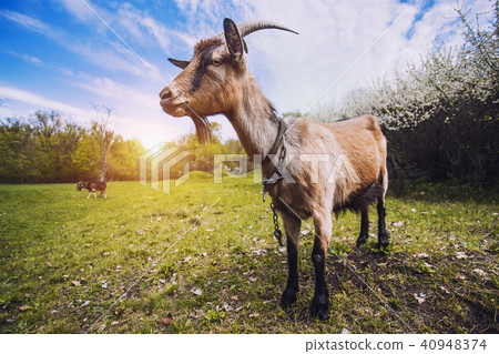 goat with bunch of green lush grass on the summer meadow goat with bunch of green lush grass on the summer meadow 40948374