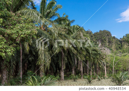 African oil palm plantation in Thailand African oil palm plantation in Thailand 40948534